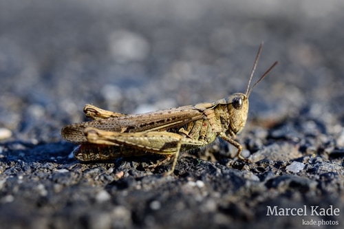  | NIKON Z 6 @ 50mm | 1/50 s,  &fnof;/8, ISO 100