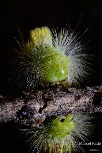  | NIKON Z 6 @ 50mm | 1/50 s,  &fnof;/29, ISO 500