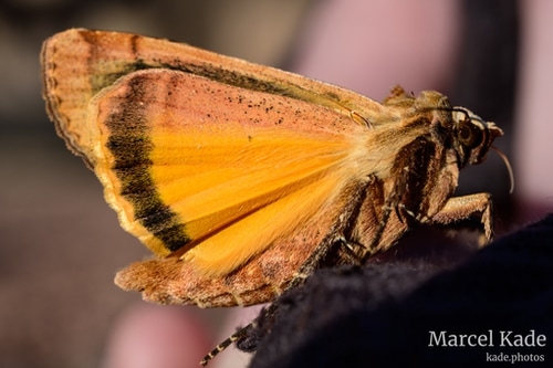  | NIKON Z 6 @ 50mm | 1/80 s,  &fnof;/14, ISO 100