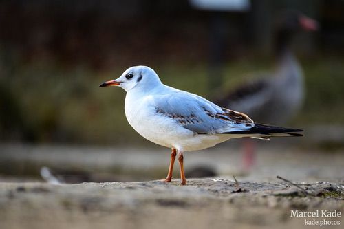  | NIKON Z 6 @ 300mm | 1/200 s,  &fnof;/5.6, ISO 720