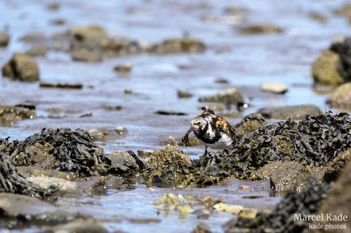 | NIKON Z 6 @ 300mm | 1/1000 s,  &fnof;/8, ISO 360