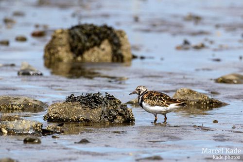  | NIKON Z 6 @ 300mm | 1/1000 s,  &fnof;/8, ISO 280