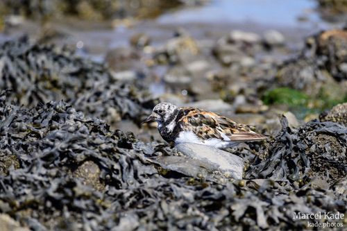  | NIKON Z 6 @ 300mm | 1/1000 s,  &fnof;/8, ISO 500