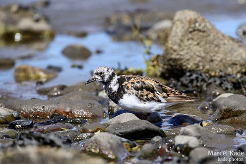  | NIKON Z 6 @ 300mm | 1/1000 s,  &fnof;/8, ISO 450