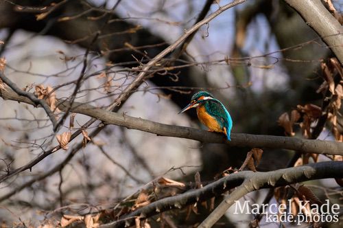  | NIKON Z 6 @ 300mm | 1/400 s,  &fnof;/5.6, ISO 360