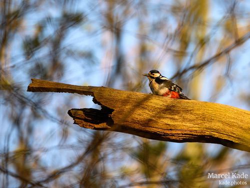  | NIKON Z 6 @ 600mm | 1/400 s,  &fnof;/6.3, ISO 400