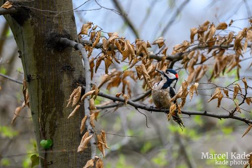  | NIKON Z 6 @ 600mm | 1/250 s,  &fnof;/6.3, ISO 400