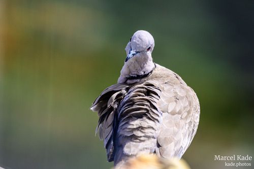  | NIKON Z 6 @ 480mm | 1/1000 s,  &fnof;/6.3, ISO 320