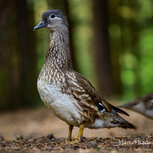  | NIKON Z 6 @ 105mm | 1/100 s,  &fnof;/3, ISO 220
