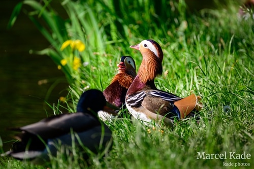  | NIKON Z 6 @ 300mm | 1/200 s,  &fnof;/5.6, ISO 100