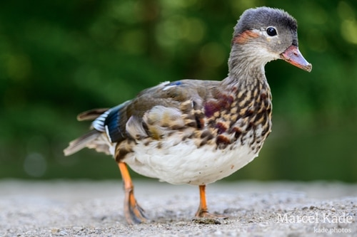  | NIKON Z 6 @ 140mm | 1/200 s,  &fnof;/5, ISO 720