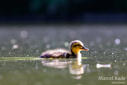  | NIKON Z 6 @ 300mm | 1/200 s,  &fnof;/8, ISO 1600