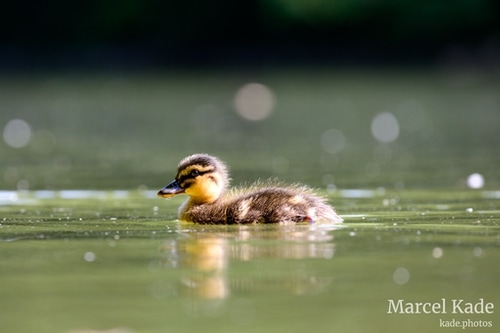  | NIKON Z 6 @ 300mm | 1/200 s,  &fnof;/8, ISO 800