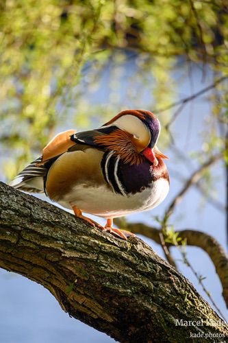  | NIKON Z 6 @ 600mm | 1/320 s,  &fnof;/6.3, ISO 360