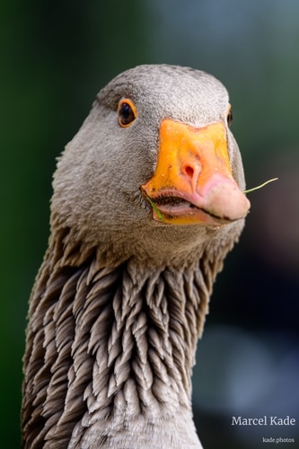  | NIKON Z 6 @ 300mm | 1/125 s,  &fnof;/6.3, ISO 100