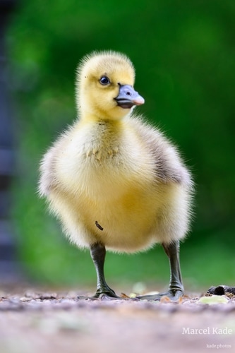  | NIKON Z 6 @ 210mm | 1/200 s,  &fnof;/5.6, ISO 1100