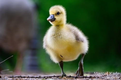  | NIKON Z 6 @ 210mm | 1/200 s,  &fnof;/5.6, ISO 900