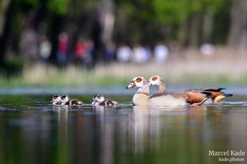  | NIKON Z 6 @ 600mm | 1/250 s,  &fnof;/10, ISO 220