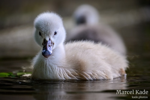  | NIKON Z 6 @ 260mm | 1/100 s,  &fnof;/5.6, ISO 900