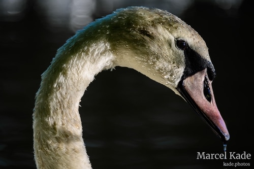  | NIKON Z 6 @ 230mm | 1/160 s,  &fnof;/5.6, ISO 100