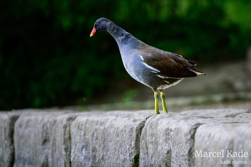  | NIKON Z 6 @ 300mm | 1/200 s,  &fnof;/5.6, ISO 5000