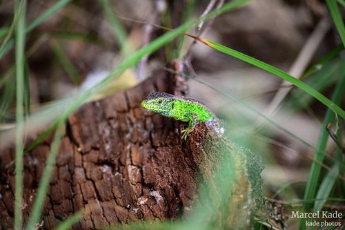  | NIKON Z 6 @ 240mm | 1/640 s,  &fnof;/5.6, ISO 2000