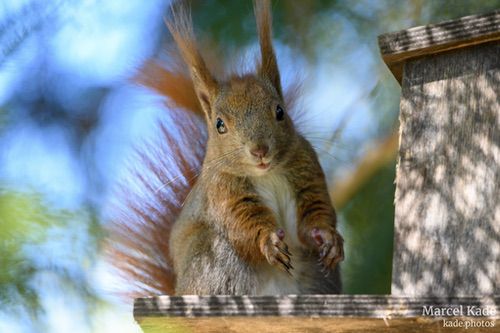  | NIKON Z 6 @ 600mm | 1/250 s,  &fnof;/6.3, ISO 2200