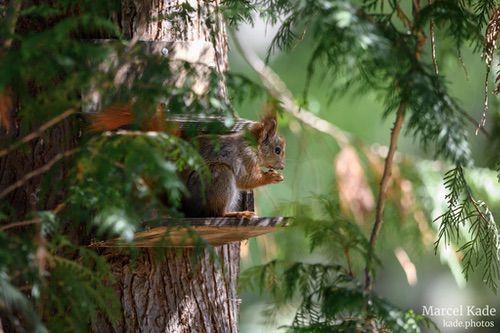  | NIKON Z 6 @ 600mm | 1/800 s,  &fnof;/8, ISO 8000