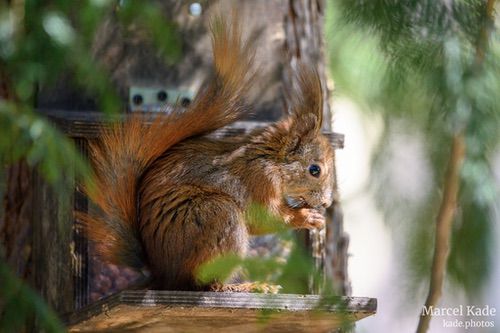  | NIKON Z 6 @ 600mm | 1/800 s,  &fnof;/6.3, ISO 5000