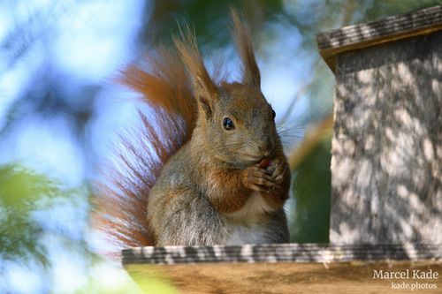  | NIKON Z 6 @ 600mm | 1/800 s,  &fnof;/6.3, ISO 7200