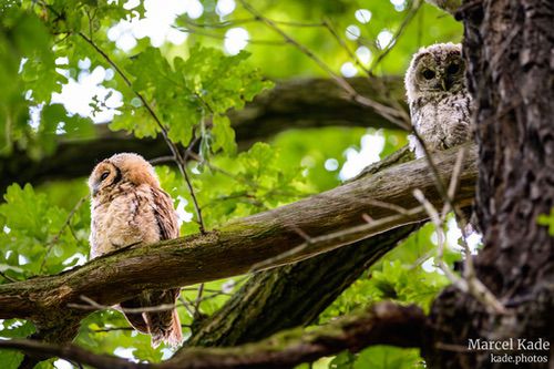  | NIKON Z 6 @ 420mm | 1/40 s,  &fnof;/6.3, ISO 2500