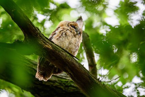  | NIKON Z 6 @ 600mm | 1/30 s,  &fnof;/6.3, ISO 1100