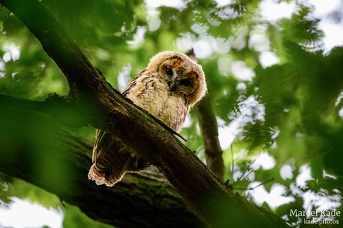  | NIKON Z 6 @ 600mm | 1/50 s,  &fnof;/6.3, ISO 3600