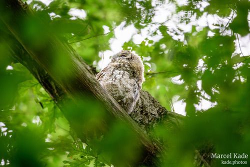  | NIKON Z 6 @ 600mm | 1/40 s,  &fnof;/6.3, ISO 2000