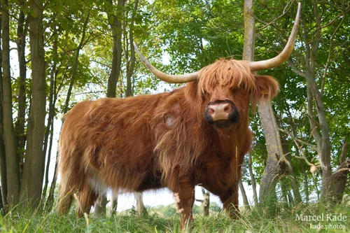 Hochlandrinder 00002