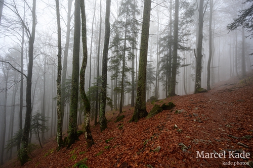  | NIKON Z 6 @ 14mm | 1/50 s,  &fnof;/8, ISO 200