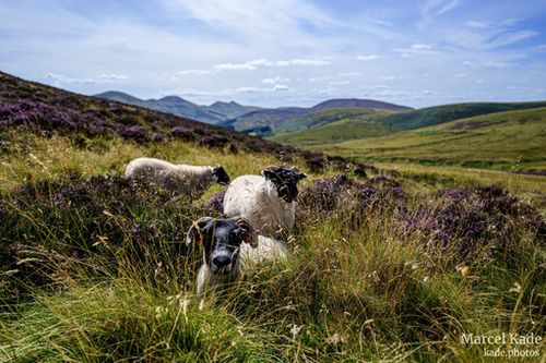  | NIKON Z 6 @ 30mm | 1/1000 s,  &fnof;/4, ISO 100